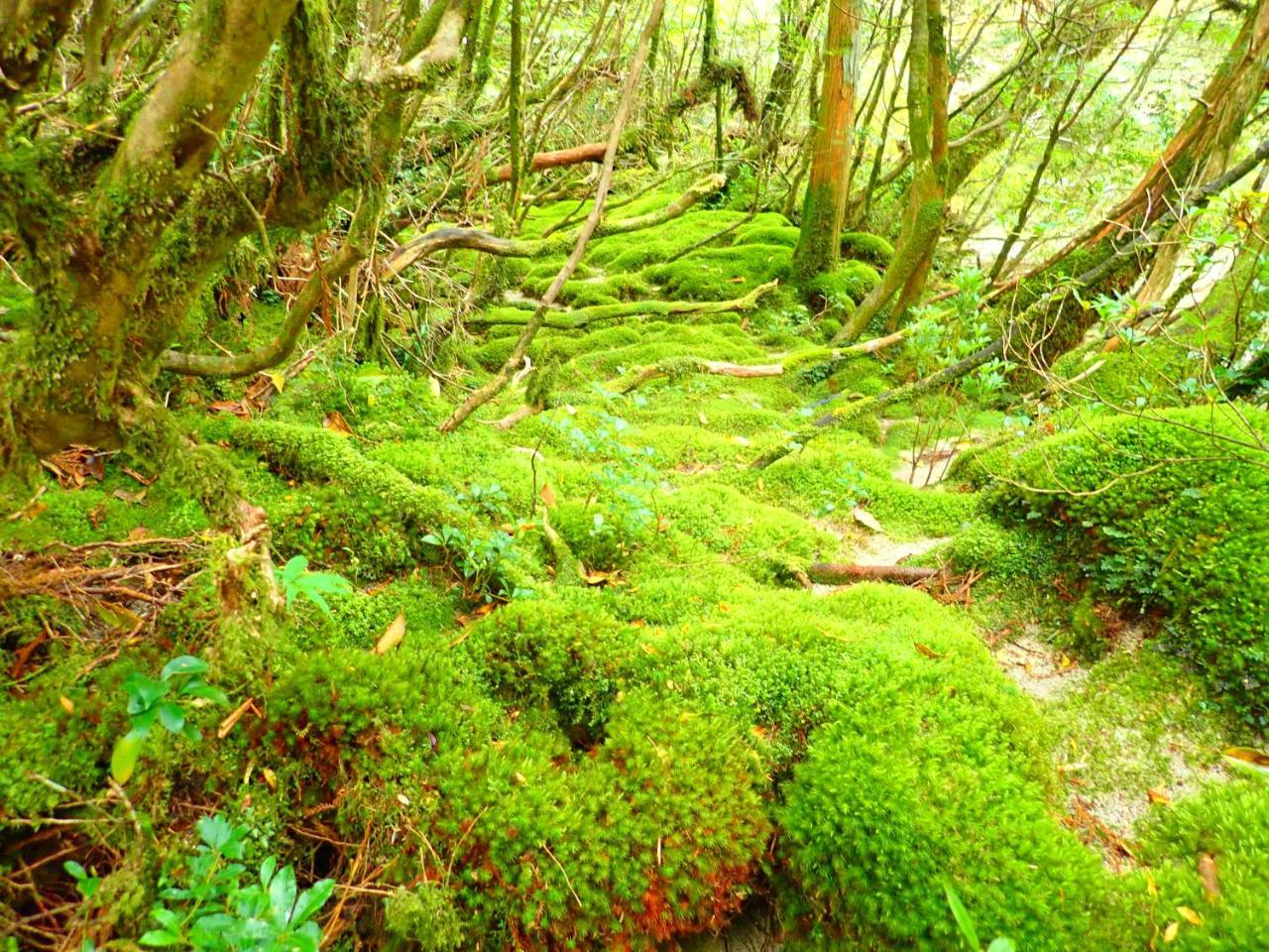 Yakushima Cottage Morino Fairy All Cotage With Open-Air Bath Luaran gambar